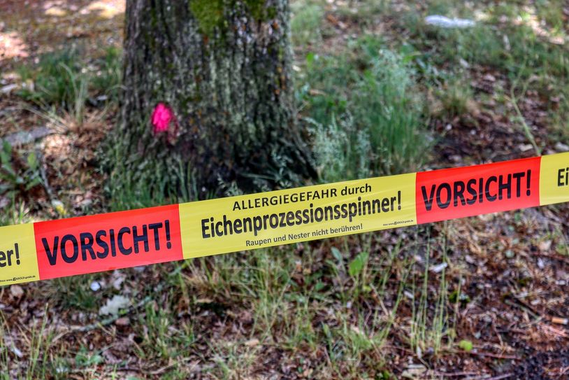 Sperrbänder warnen vor den Eichenprozessionsspinnern, deren kleine Härchen Allergien auslösen können.