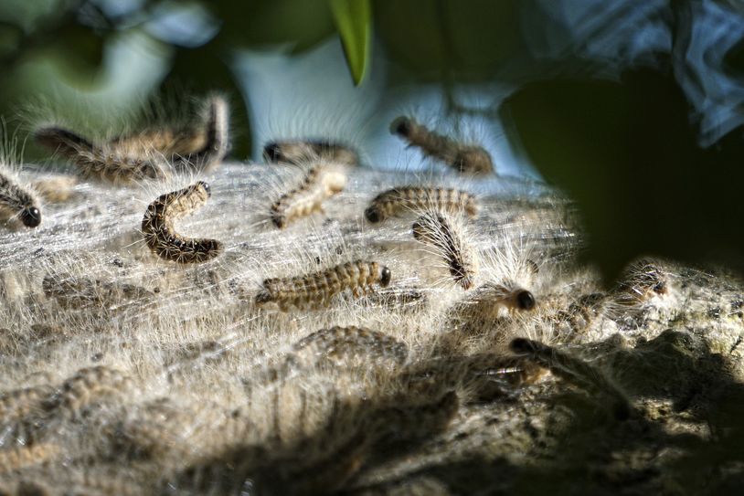 Die Raupennester müssen fachmännisch entfernt werden. Wer daheim ein solches Nest im Garten entdeckt, sollte den Schädlingsbekämpfer hinzuziehen. Fotos: Pixabay