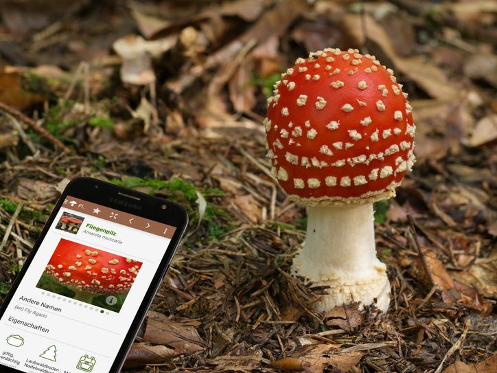 Der rote Hut mit den weißen Punkten, den sogenannten Hüllresten, sind bekannte Merkmale des Fliegenpilzes. Doch längst nicht jeder Pilz ist so einfach zu bestimmen. Foto: Daniel Schuster/ Andreas Kunze
