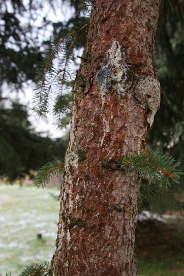 Zur Abwehr gegen den Borkenkäfer stößt der Baum verstärkt Harz aus, dennoch scheint der Kampf verloren.