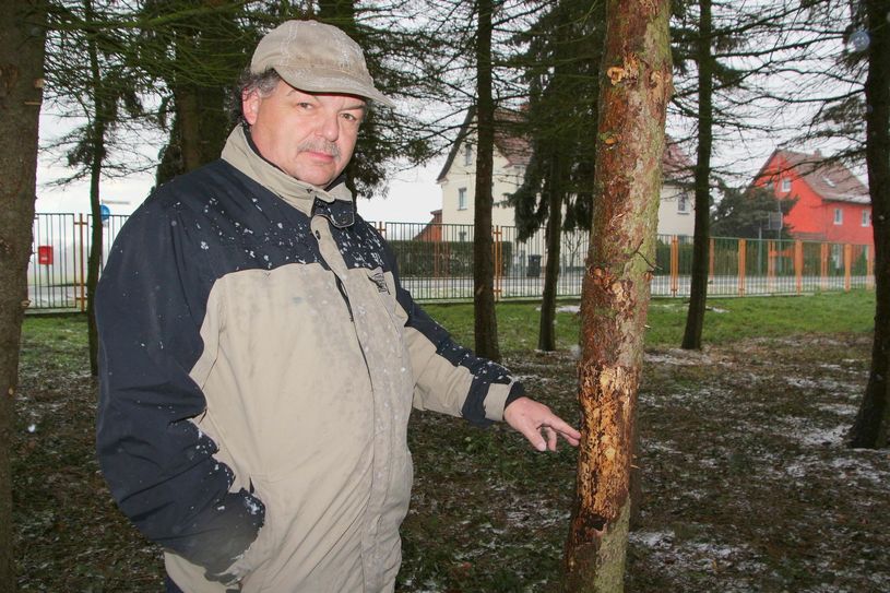 Jürgen Dreier zeigt die Schäden an den Fichten der alten Stadtgärtnerei: Der Eindringlich sitzt tief im Holz und hat mit seinen Gängen bereits teilweise die Rinde vom Baum gelöst. Der Baum stirbt. Fotos: Farrar