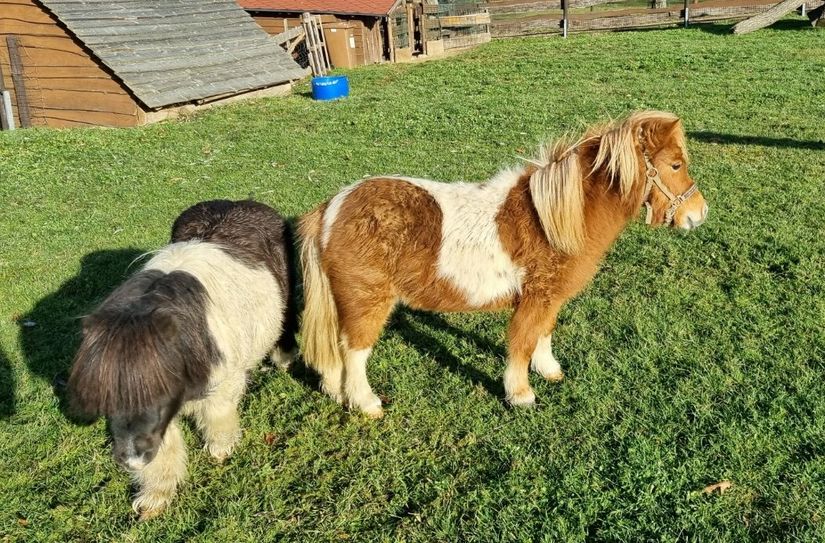 Mini-Pony Lotte (re.) wird dem Tiergarten hoffentlich im Mai 2023 Nachwuchs bescheren.