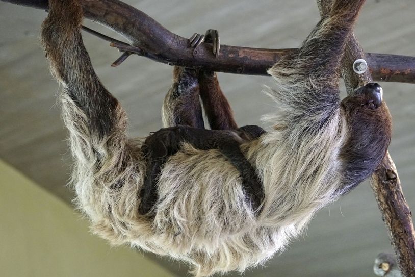 Faultier Marlies freut sich seit Mitte April über Nachwuchs. Es ist ihr siebentes Kind und wird etwa ein halbes Jahr an Mamas Bauch hängen wie hier auf dem Bild. Foto: Zoo Dresden