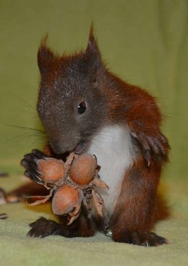 Die größeren Hörnchen freuen sich über Nüsse...