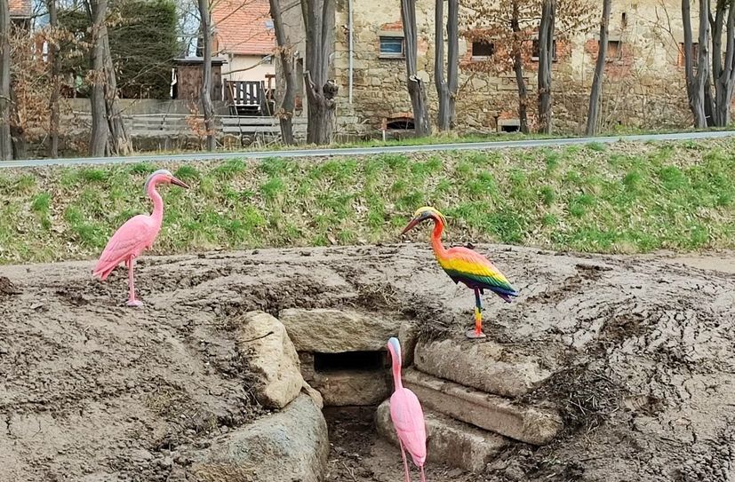 In den Abbruchbereichen wurden bisher drei Purpur-Reiher gesichtet. Was sie nach Cunewalde treibt, ist bisher unklar.