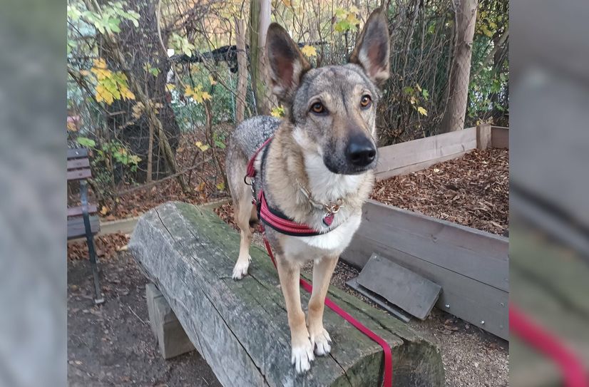 Schulhund Luna.