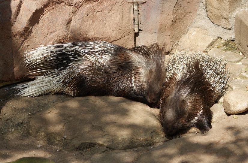 Um die Liebe im Tierreich - nicht nur bei Stachelschweinen - drehen sich zwei neue Veranstaltungen, zu denen der Zoo in Hoyerswerda einlädt.