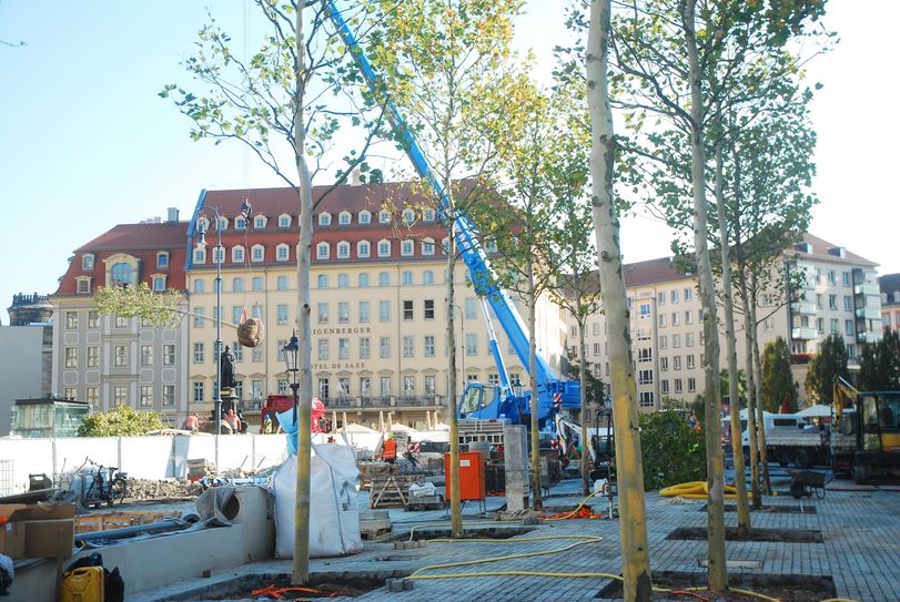 Seit gestern kommen die ersten Platanen in die Erde am Neumarkt.