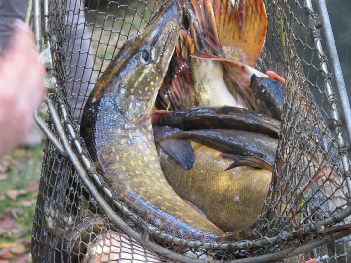 Anfischen im Spreewald: Da zappeln die Fische im Netz. Foto: Nicole Kroeher