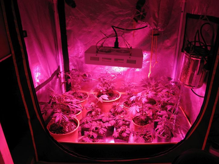 Die Cannabis-Indooraufzucht. Fotos: Polizei