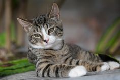 Die Fellnasen des Tierheims freuen sich am 1. September auf Besucher.