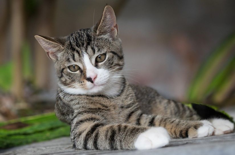 Die Fellnasen des Tierheims freuen sich am 1. September auf Besucher.