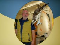 Olaf Zinke, stellvertretender Leiter des Museum Westlausitz, vor einem lebensecht-wirkenden Vogelpräparat eines Fischadlers. Foto: Rainer Könen