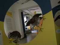 Auf rund 200 Quadratmeter Ausstellungsfläche richtet sich der Fokus der Sonderausstellung auf 17 heimische Greifvogelarten. Foto: Rainer Könen