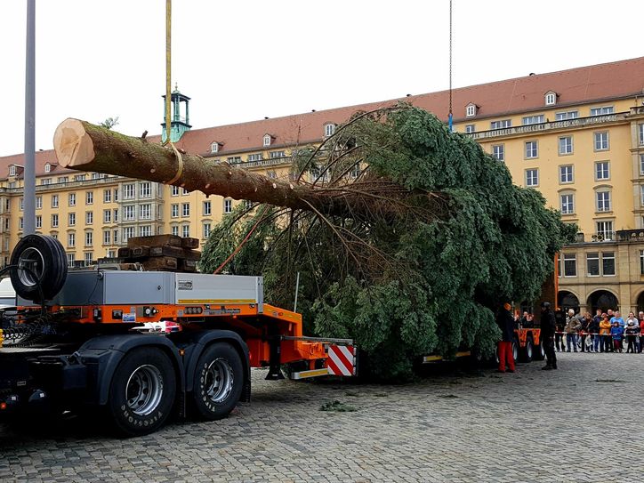 Die Tanne für den Striezelmarkt 2018 kam aus Pirna-Zuschendorf.