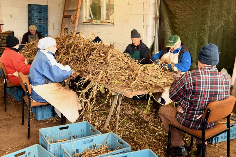 Auch das Schneiden, Putzen und Sortieren der Wurzelstangen erfolgt mit der Hand. Foto: Spreewaldverein e.V.