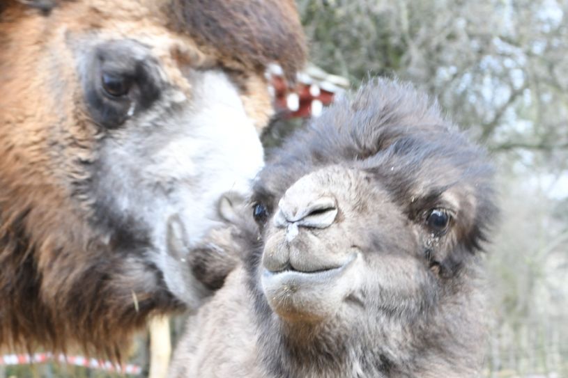 Deleg mit Mutter Shirin. Foto: www.zoo-goerlitz.de, C. Hammer