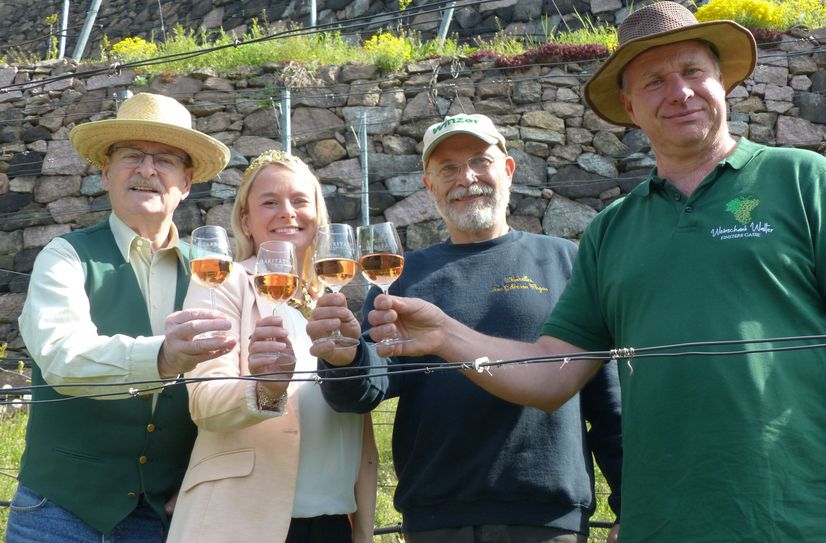 Frank Sparbert, Sachsens Weinkönigin Sabrina Papperitz, Thomas Teubert und Ralf Walter (v.l.n.r.) stoßen zum Tag des offenen Weinberges an.