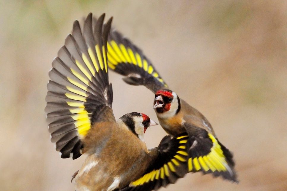 Der Stieglitz ist der Vogel des Jahres 2016. Die Kampagne wird vom Naturschutzbund Deutschland (NABU) und dem Landesbund für Vogelschutz in Bayern (LBV) geführt. Foto-Quelle: NABU/RSPB-Images.com/Laurie Campbell