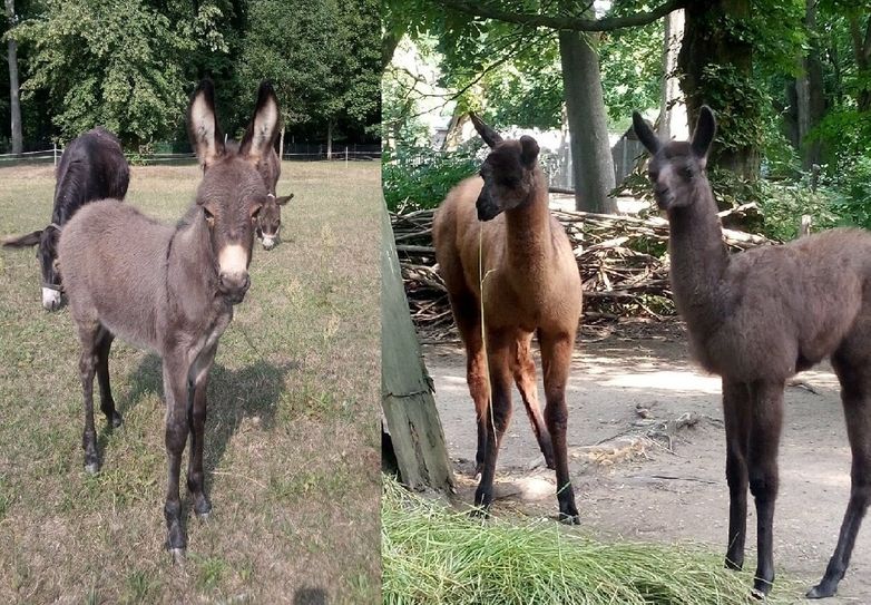 Die kleine Eselstute (r.) erhielt bereits den Namen "Ella". Für die beiden Lamahengste (r.) werden noch Namensvorschläge gesucht.