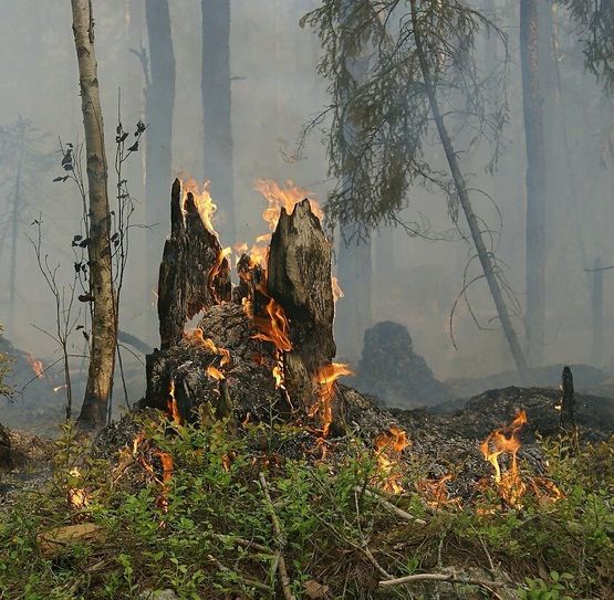 Die Gefahr von Waldbränden wird in Zukunft deutlich steigen.
