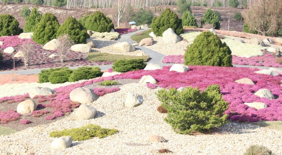 Zum Saisonstart schon erblüht: Die Winterheide im Findlingspark. Foto: Keil