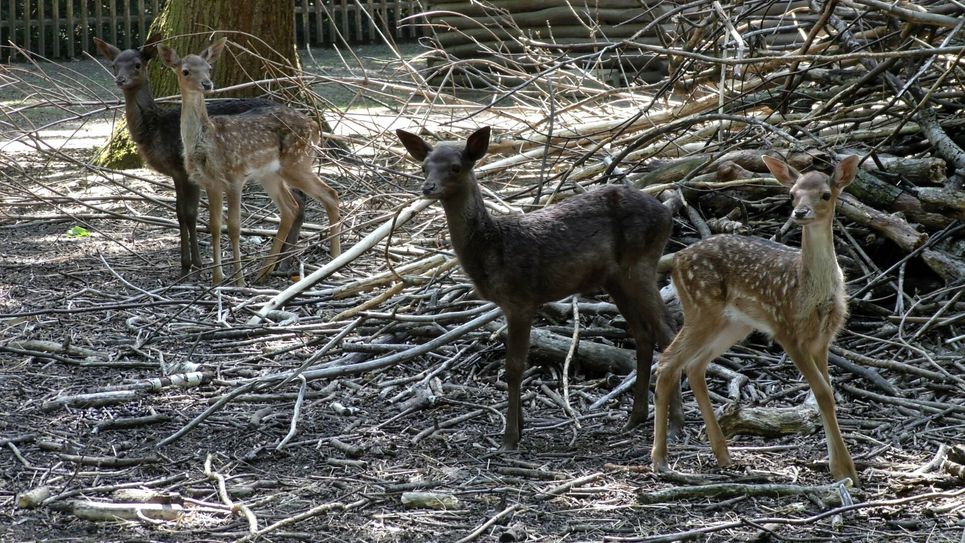 Die vier Kälber sind mitlerweile schon 8 Wochen alt