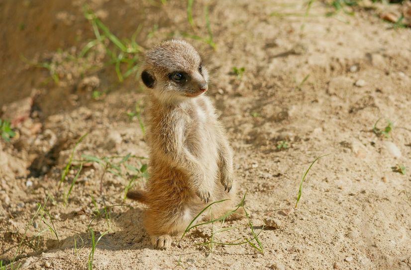 Das kleine Erdmännchen zeigt sich bereits den Zoo-Besuchern.