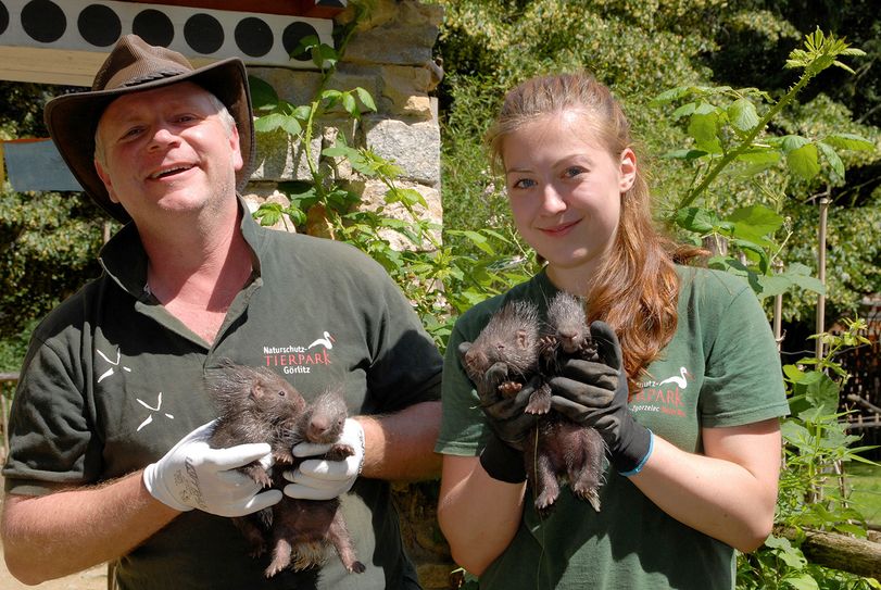 Dr. Sven Hammer (Direktor) und Thessalia Hannig (FÖJ) mit dem doppelten Zwillingsnachwuchs. Fotos: www.zoo-goerlitz.de/C. Hammer