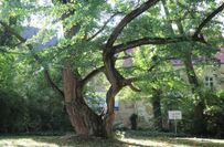 Großer Gingko im Park Jahnishausen