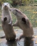 Otterpaar Emma und Yourek