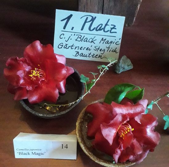 Die Siegerblüte von 2024: Camelia japonica "Black Magic" aus der Gärtnerei Steglich in Bautzen.