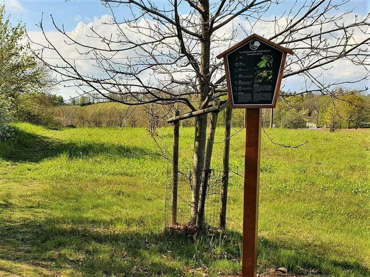 Kleines Kastanie mit neuem Schild als Teil des Baumlehrpfades auf der Bosel. Foto: Stadt Coswig