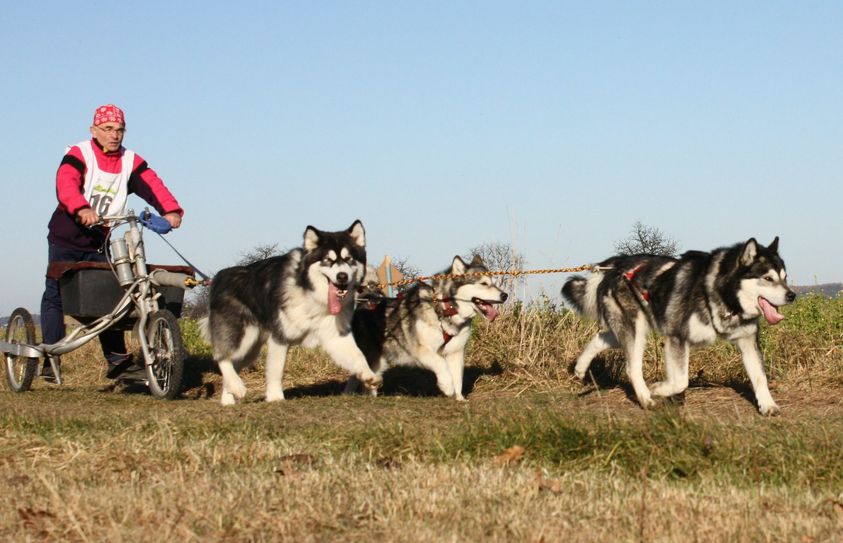 Foto: Schlittenhundesportverein Sachsen e.V.