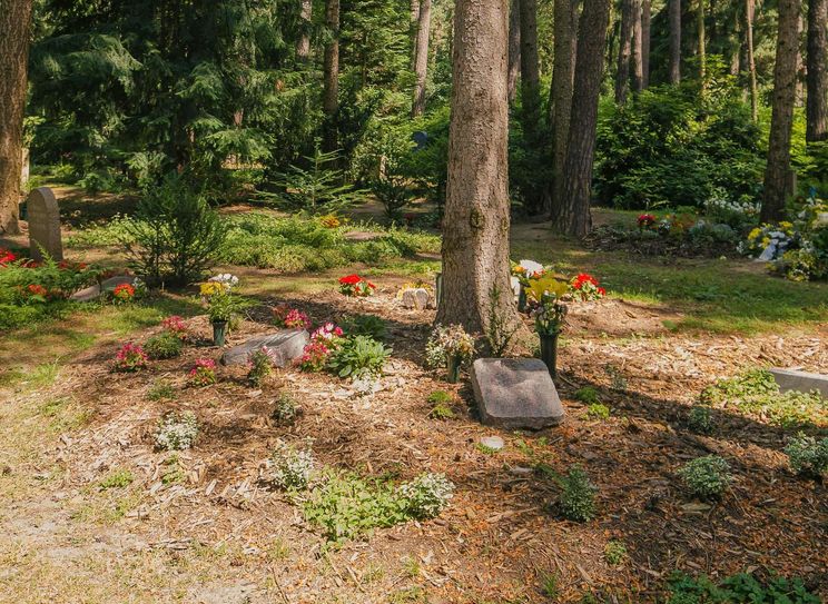 So sieht eine "Gruppenbaumbestattung" aus - die Fläche unterm Baum wird in vier Segmente geteilt, pro Segment finden zwei Urnen Platz. Foto: Städt. Friedhöfe