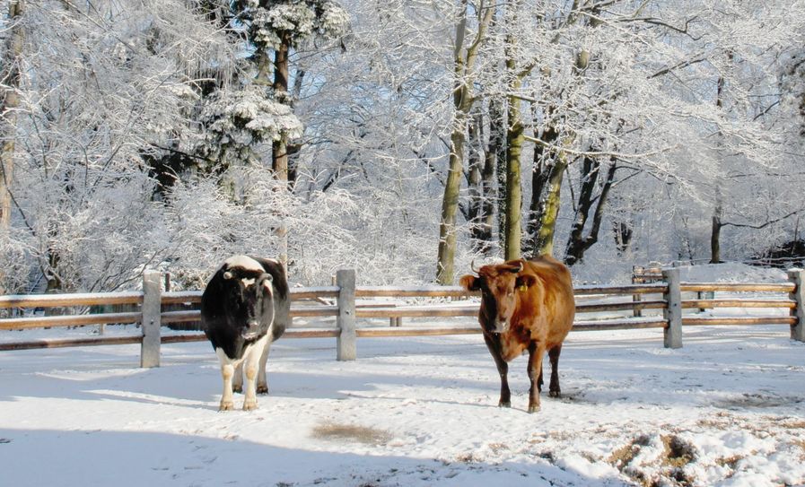 Am 20. Dezember werden die Wege rund um die Kuhkoppel in weihnachtlichem Glanz erstrahlen. Foto: www.zoo-goerlitz.de, C. Hammer