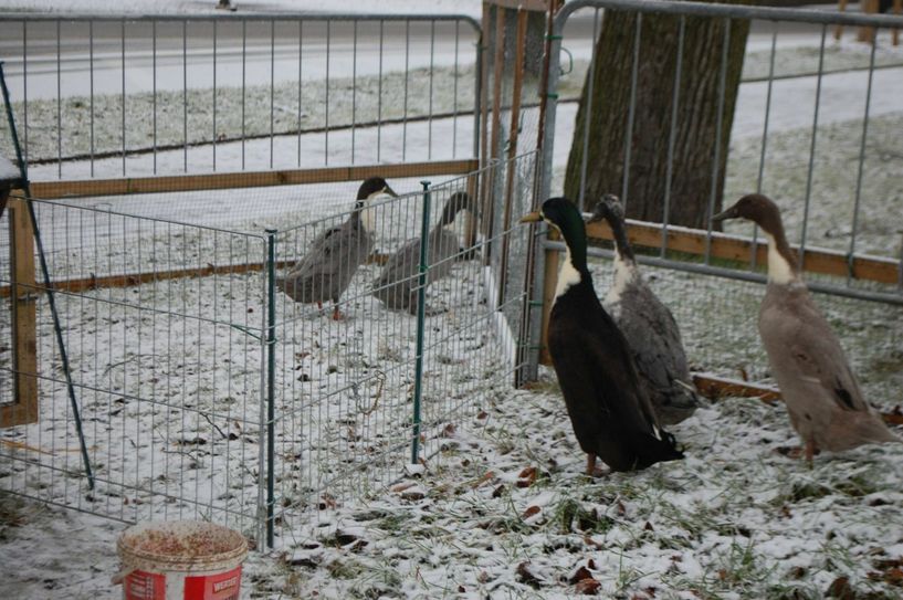 Auch die Laufenten sind auf dem Bauernmarkt nicht erwünscht.    Fotos: Wo