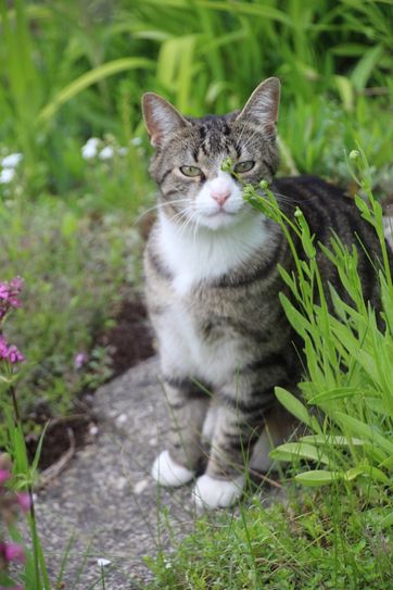 Kater Peter in seinem Revier. Foto: Keil