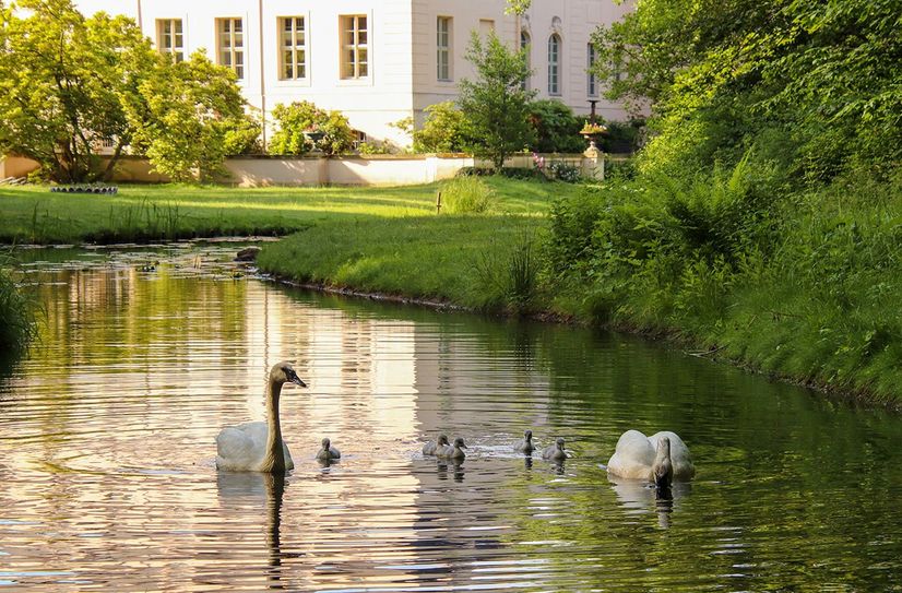 Schwanenfamilie im Branitzer Park mit fünf Küken.