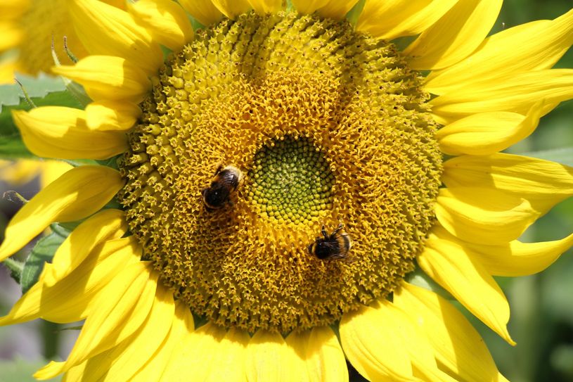 Der Spreewald ist auch ein Paradies für Insekten.