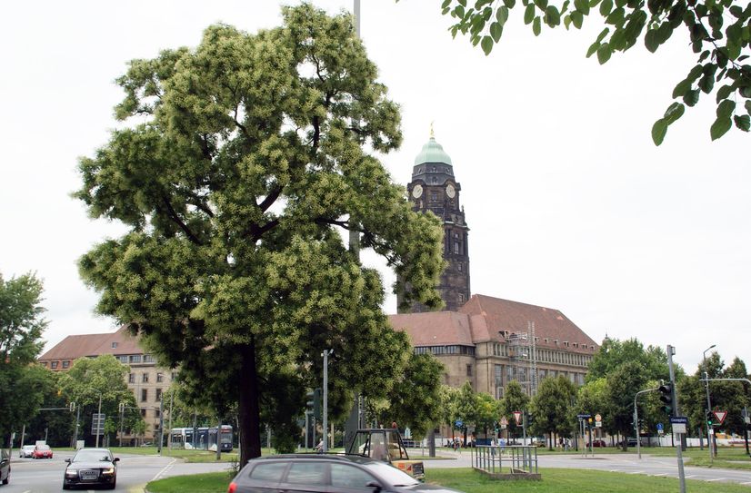 Am Georgplatz, gegenüber dem Rathaus, steht dieser mächtige Japanische Schnurbaum.