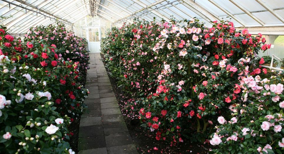 Kamelienblüte im historischen Haus der ehemaligen Hofgärtnerei Pillnitz.