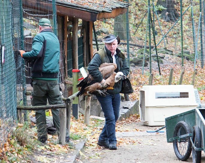 Fang der Gänsegeier. Foto: www.zoo-goerlitz.de, Ilka Weidig