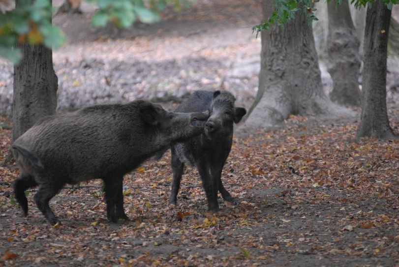 Schätzungen gehen davon aus, dass es in Sachsen etwa 130.000 Wildschweine gibt. Die Afrikanische Schweinepest ist für Schweine tödlich. Foto: Archiv/Schlippe