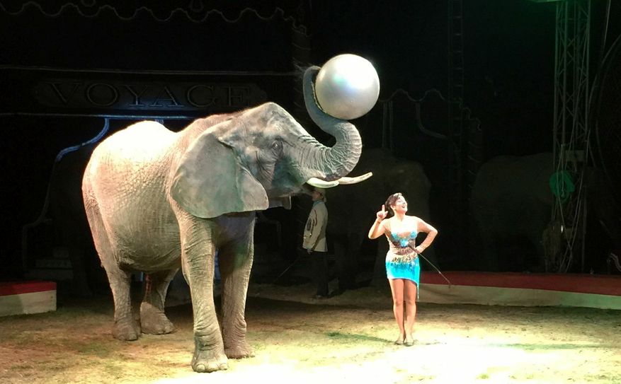Fotos: PR/Circus Voyage