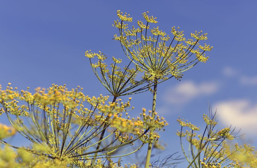 Dill - die beste Würze für die Gurke. Foto: Spreewaldverein e.V.