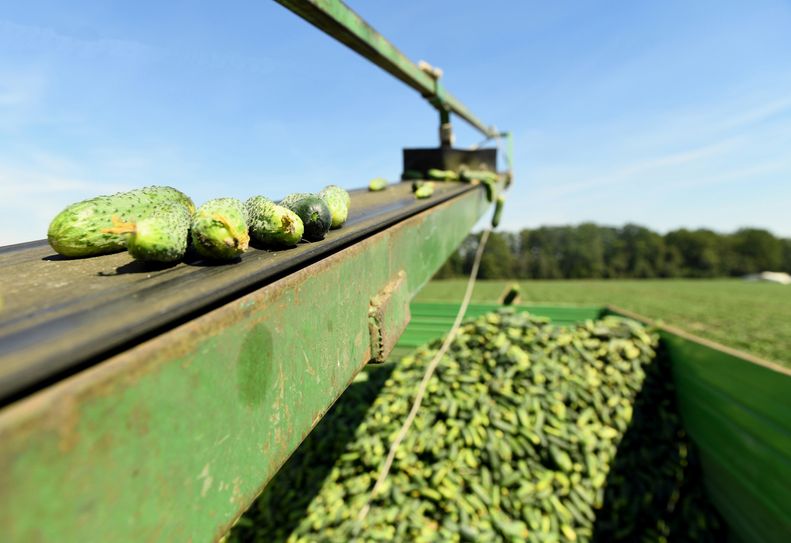 Gurken aus dem Spreewald sind ein wertvolles Pflückgut. Foto: Spreewaldverein e.V.