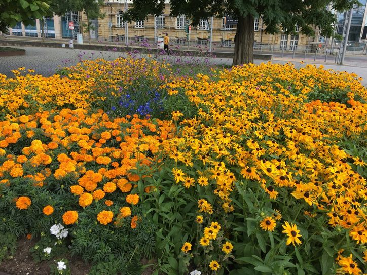So bunt blüht es bald wieder auf vielen Beeten und in Kübeln im Stadtgebiet Dresdens. Foto: Pönisch