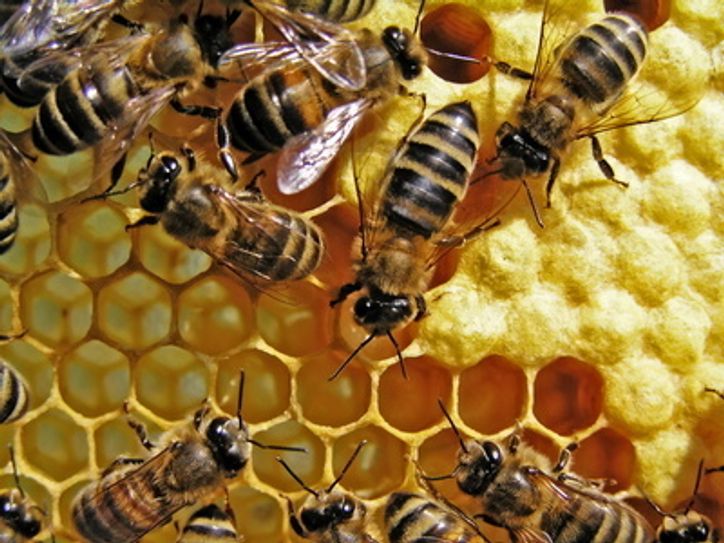 Foto: fotolia