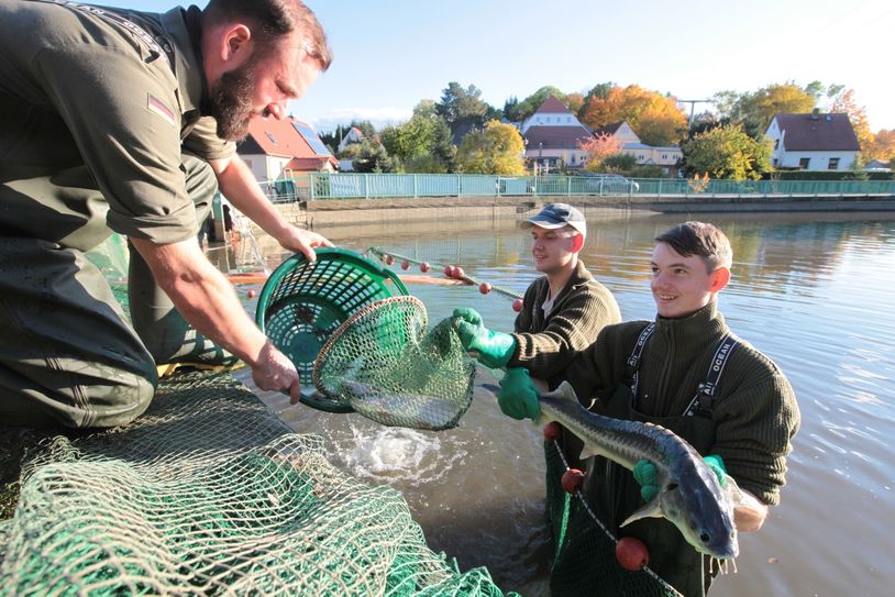In Reinhardtsgrimma wird am Samstag mit dem Abfischen begonnen. Foto: D. Förster